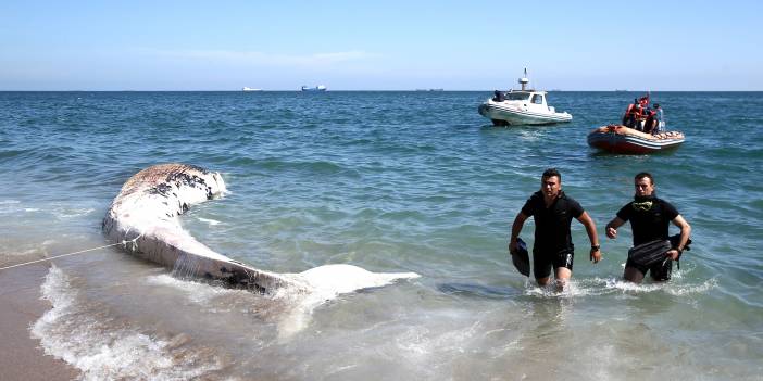 Mersin sahiline 14 metrelik oluklu balina vurdu
