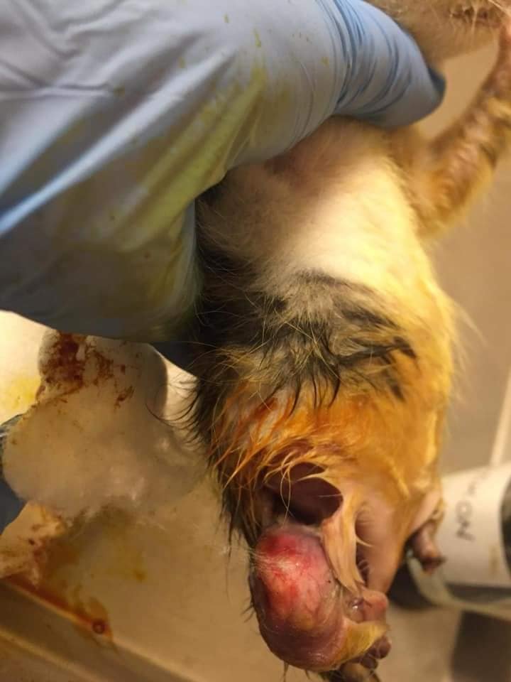 Arka bacakları kesilmiş yavru kedi yaşam savaşı veriyor