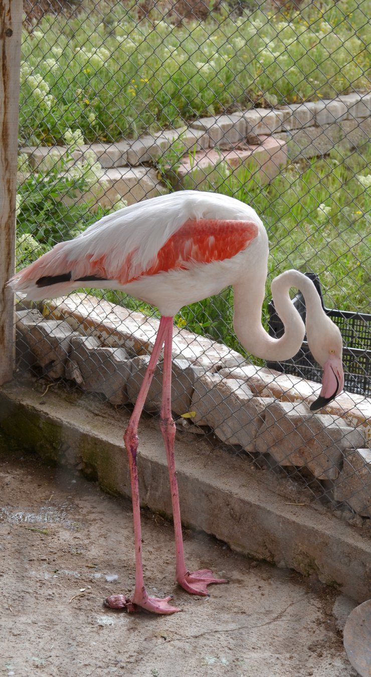Yaralı flamingo tedaviye alındı