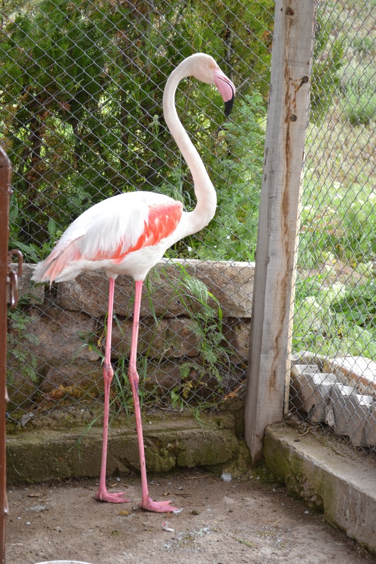 Yaralı flamingo tedaviye alındı