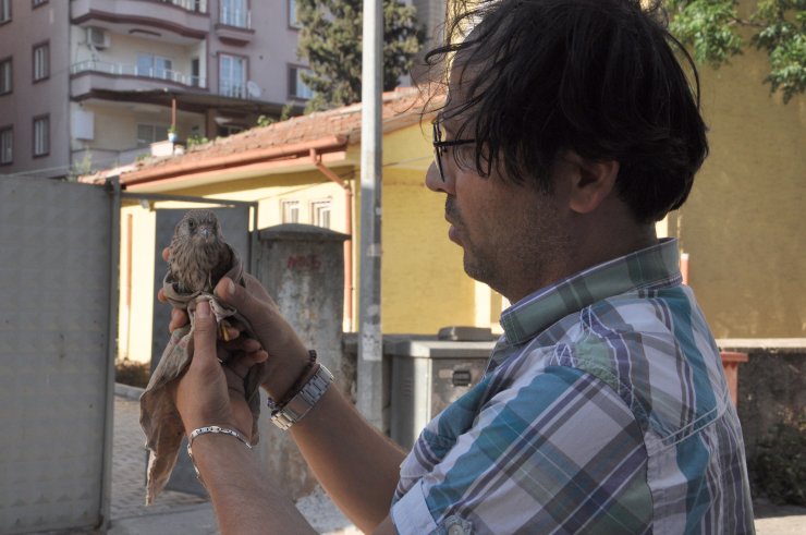 Nesli tükenme tehlikesi altındaydı... Yolda bulundu
