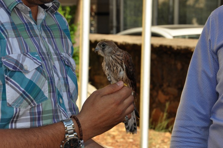 Nesli tükenme tehlikesi altındaydı... Yolda bulundu
