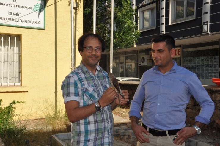 Nesli tükenme tehlikesi altındaydı... Yolda bulundu