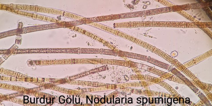 Burdur Gölü'nün rengi değişti: İşte sebebi