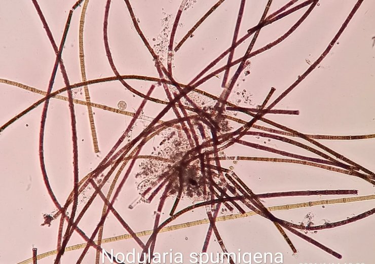 Burdur Gölü'nün rengi değişti: İşte sebebi