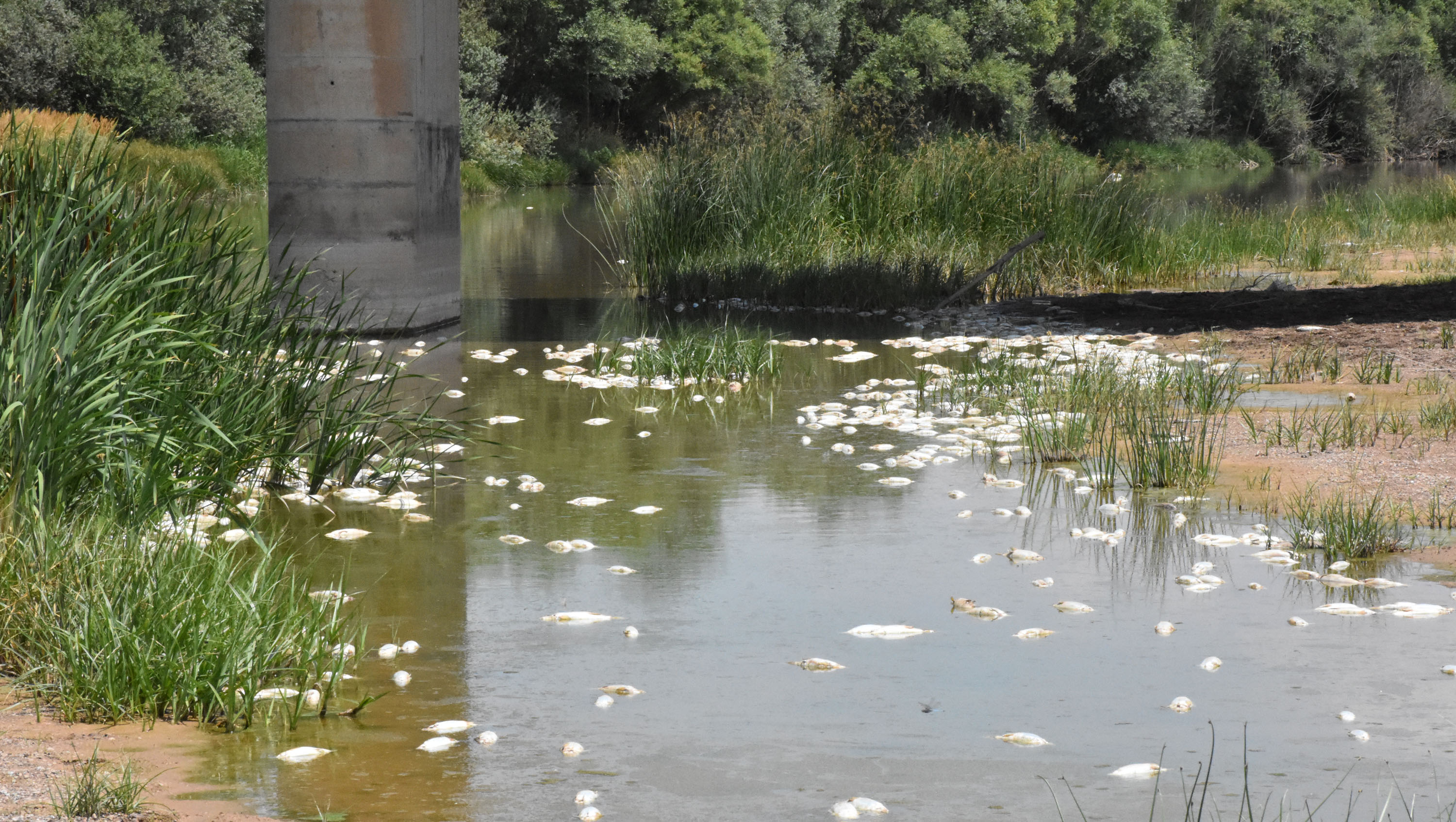 kizilirmaktaki-balik-olumlerinin-nedeni-oksijen-azligi-3671-dhaphoto3.jpg