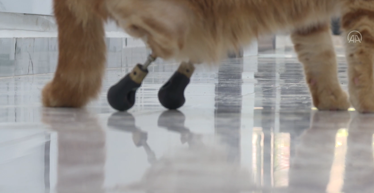 Kedi Pika Dan Mutlu Haber Arka Ayaklarina Basamiyordu Artik Yuruyor Kedi Pika Dan Mutlu Haber Arka Ayaklarina Basamiyordu Artik Yuruyor