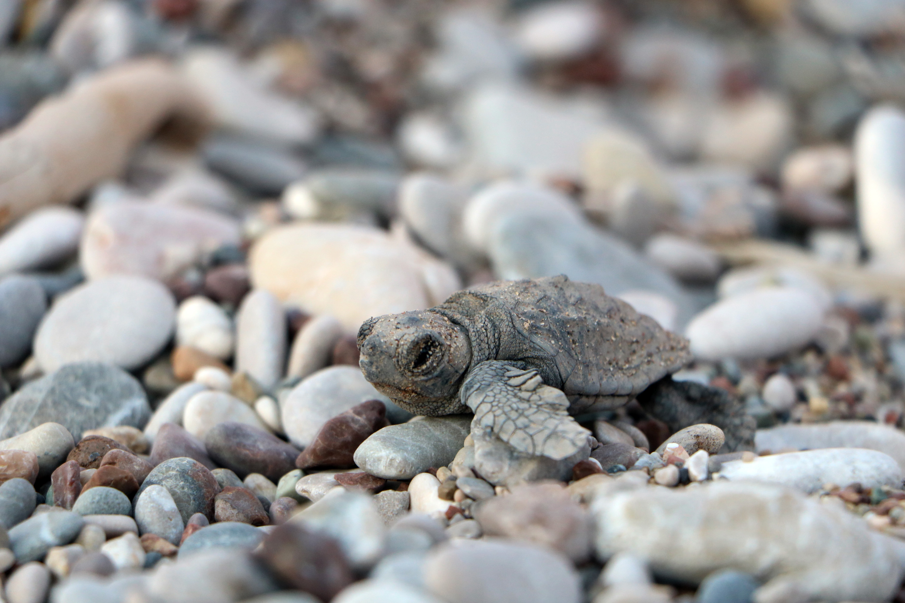 ciralida-denizle-bulusan-yavru-caretta-sayisi-yuzde-27-artti-9890-dhaphoto1.jpg