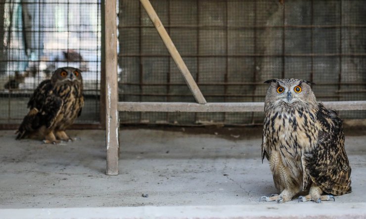Puhular aile olmaya hazırlanıyor