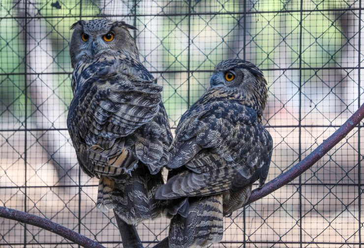 Puhular aile olmaya hazırlanıyor