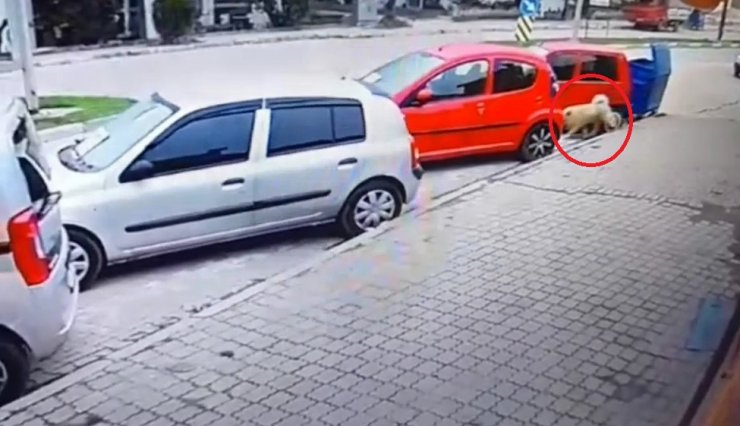 Servisin çarptığı 'Bobi' öldü; sürücü kaçtı