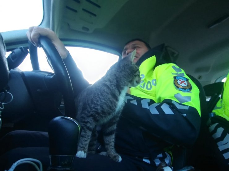 Köpeklerin kovaladığı kedi polis aracına girerek kurtuldu