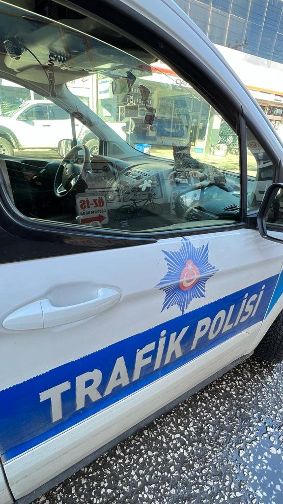 Köpeklerin kovaladığı kedi polis aracına girerek kurtuldu