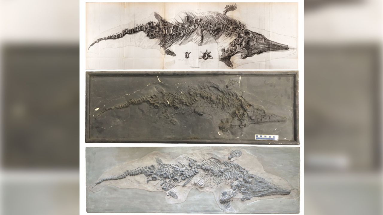 221104100003-01-ichthyosaur-fossil-cast.jpg