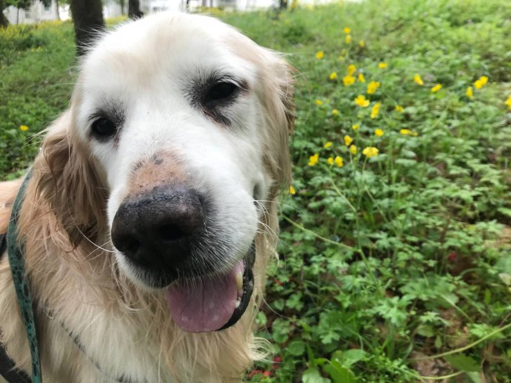 Sahipli köpeklere 'ağızlık' kararı: Hayvanseverlerden tepki