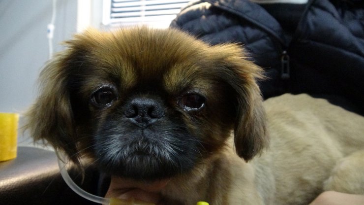 Sahipli köpeklere 'ağızlık' kararı: Hayvanseverlerden tepki