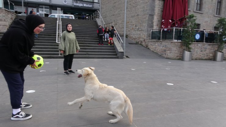 Sahipli köpeklere 'ağızlık' kararı: Hayvanseverlerden tepki