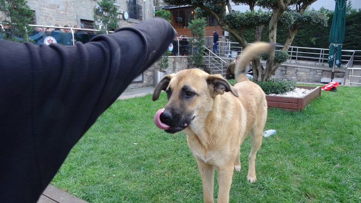 Sahipli köpeklere 'ağızlık' kararı: Hayvanseverlerden tepki