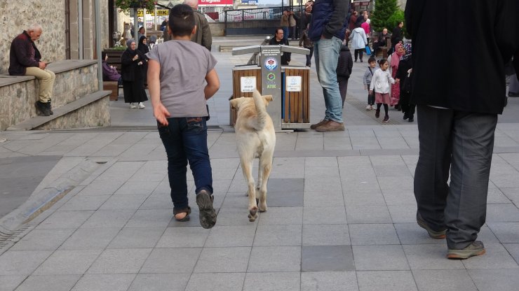 Sahipli köpeklere 'ağızlık' kararı: Hayvanseverlerden tepki