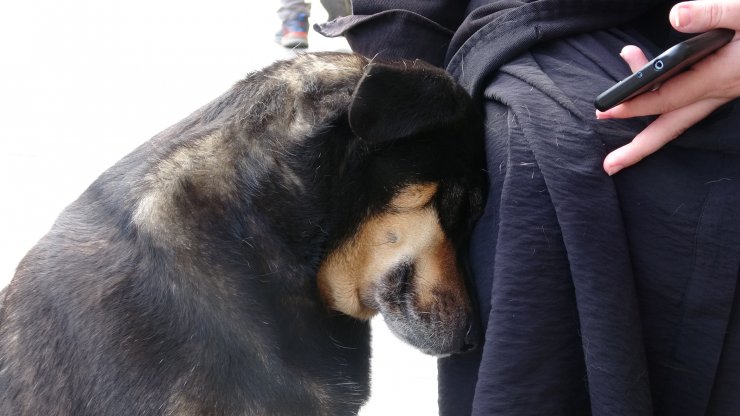 Sahipli köpeklere 'ağızlık' kararı: Hayvanseverlerden tepki