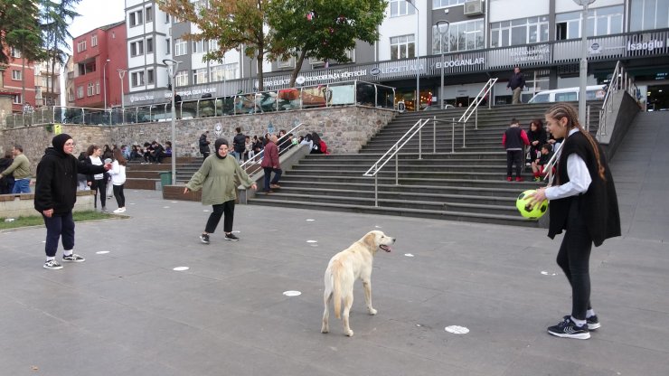 Sahipli köpeklere 'ağızlık' kararı: Hayvanseverlerden tepki