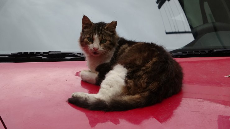 Sahipli köpeklere 'ağızlık' kararı: Hayvanseverlerden tepki