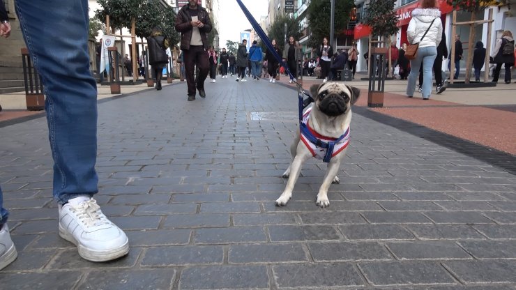 Sahipli köpeklere 'ağızlık' kararı: Hayvanseverlerden tepki
