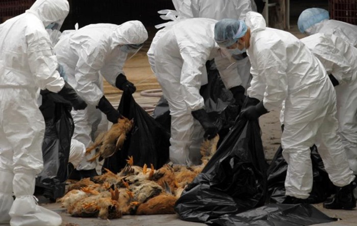 h5n1.jpg