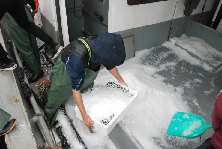 Amasra'da rötarlı hamsi avı başladı: 375 ton