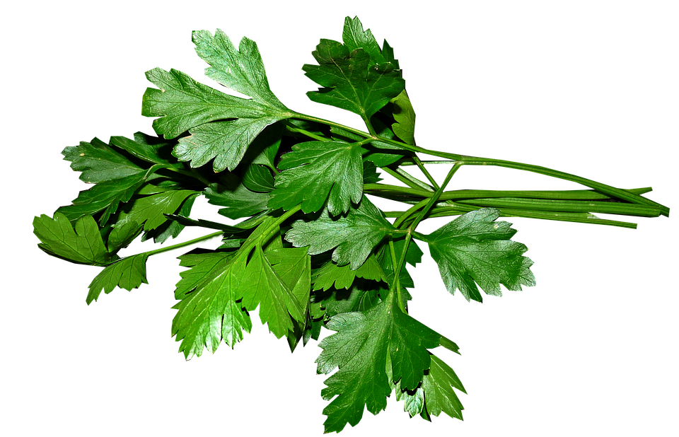 parsley-3622868-960-720.png