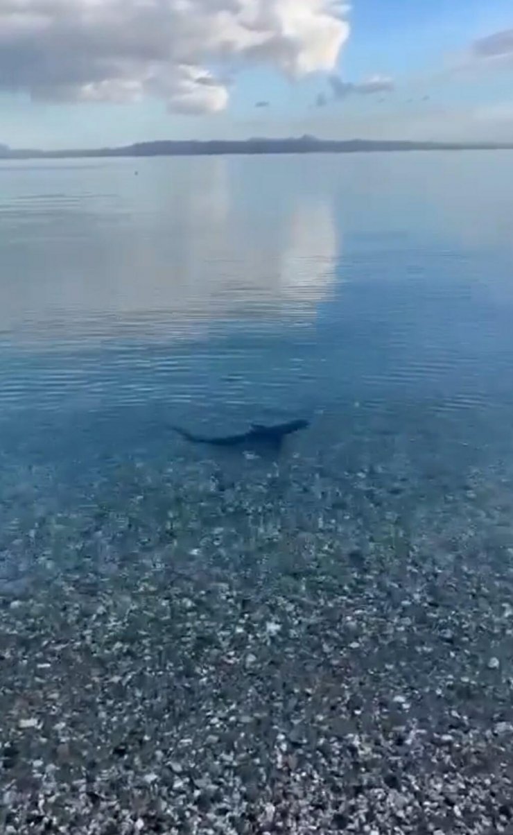 Muğla kıyılarında köpek balığı görüldü