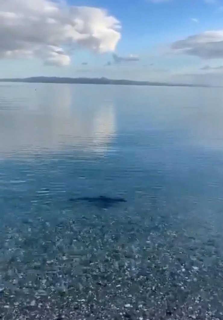 Muğla kıyılarında köpek balığı görüldü