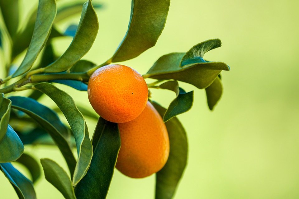 kumquat-5973276-960-720.jpg