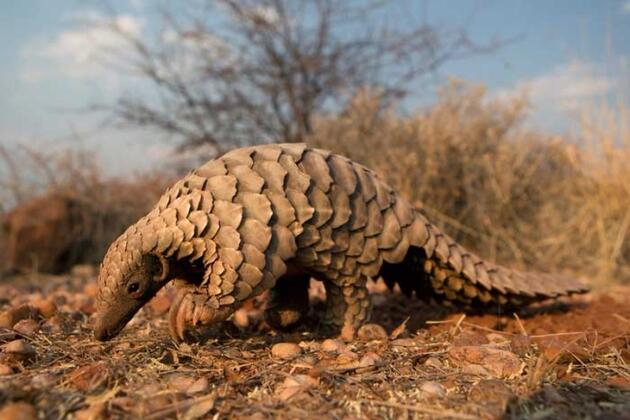 pangolin.jpg